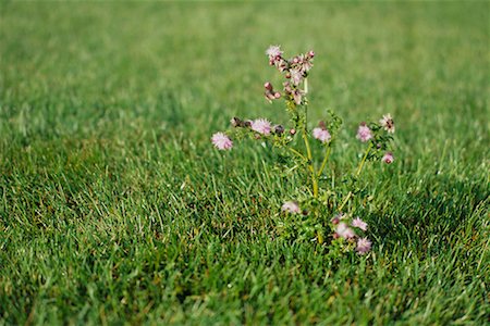 Thistle on Manicured Lawn Stock Photo - Rights-Managed, Code: 700-00618670