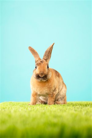 easter in canada - Portrait of Rabbit Foto de stock - Con derechos protegidos, Código: 700-00618736