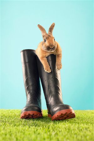 easter humour - Rabbit in Rain Boots Stock Photo - Rights-Managed, Code: 700-00618739