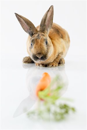 simsearch:700-01173328,k - Rabbit and Carrot Stock Photo - Rights-Managed, Code: 700-00618747