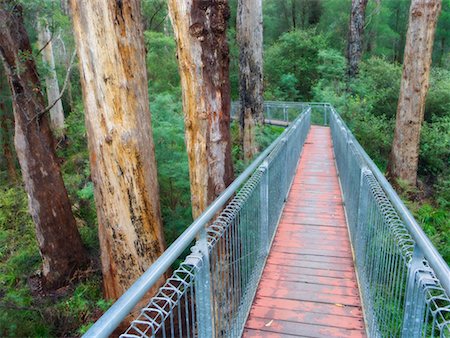 Tree Top Walk, Valley of the Giants, Nornalup, Western Australia, Australia Stock Photo - Rights-Managed, Code: 700-00610125