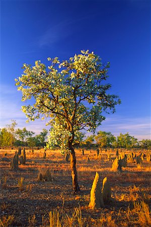 eucalyptus - Termitière et l'arbre d'Eucalyptus, North Queensland, Australie Photographie de stock - Rights-Managed, Code: 700-00610158