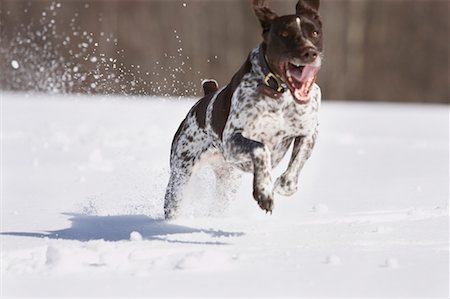 simsearch:700-00912301,k - Dog Running Through Snow Foto de stock - Direito Controlado, Número: 700-00610330