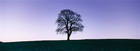 Silhouette of An Oak Tree at Dusk Stock Photo - Rights-Managed, Code: 700-00610428