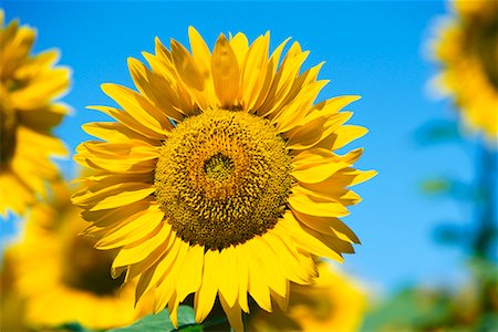 sunflowers in france - Gros plan du tournesol, Provence, France Photographie de stock - Rights-Managed, Code: 700-00610435