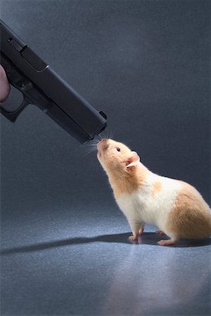 simsearch:700-00611046,k - Hamster and Gun Stock Photo - Rights-Managed, Code: 700-00611056