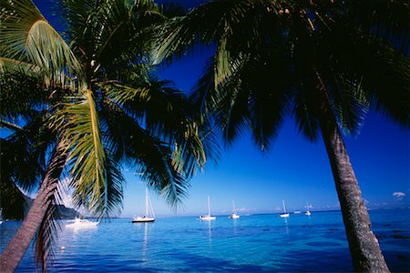 Sailboats at Opunoho Bay, Moorea, Tahiti, French Polynesia Foto de stock - Con derechos protegidos, Código: 700-00620132