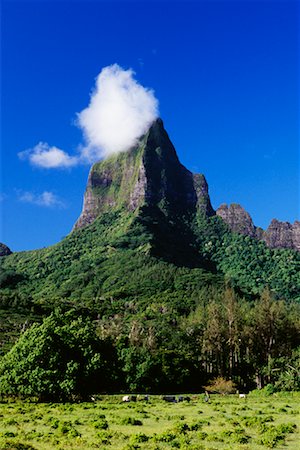 polynesian volcano - Mount Tohiea and Opunohu Valley, Moorea, French Polynesia Stock Photo - Rights-Managed, Code: 700-00620158