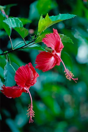 Hibiscus Flowers Stock Photo - Rights-Managed, Code: 700-00620164