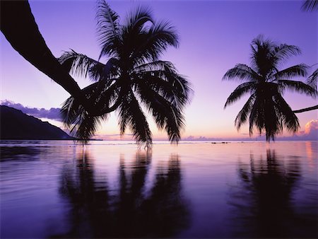 simsearch:700-02429233,k - Palmiers au fil de l'eau au coucher du soleil, Tahiti, Moorea, Polynésie française Photographie de stock - Rights-Managed, Code: 700-00620194