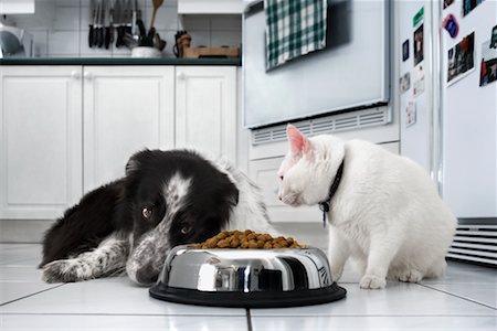 dog cat eat - Dog and Cat Eating Together Stock Photo - Rights-Managed, Code: 700-00620274