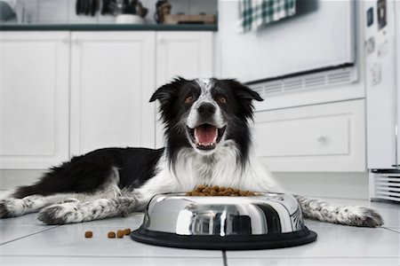 dog in kitchen - Portrait of Border Collie Stock Photo - Rights-Managed, Code: 700-00620276