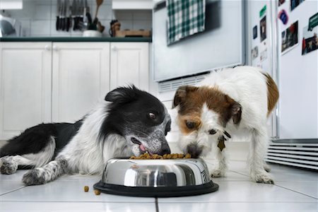 simsearch:700-02063937,k - Hunde essen zusammen Stockbilder - Lizenzpflichtiges, Bildnummer: 700-00620277