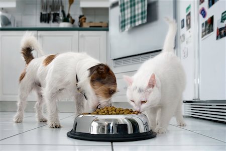 dog cat eat - Dog and Cat Eating Together Stock Photo - Rights-Managed, Code: 700-00620271