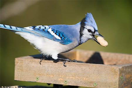 simsearch:700-00166911,k - Blue Jay at Bird Feeder Foto de stock - Direito Controlado, Número: 700-00623272