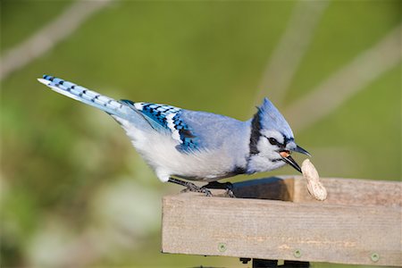 simsearch:700-00166911,k - Blue Jay at Bird Feeder Foto de stock - Direito Controlado, Número: 700-00623273