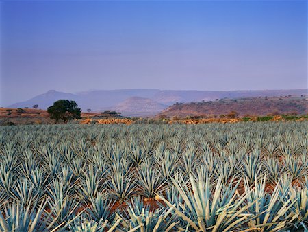 simsearch:625-01753331,k - Agave Field, Arandas, Jalisco, Mexico Stock Photo - Rights-Managed, Code: 700-00623430