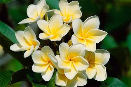 simsearch:700-00955111,k - Plumeria Flowers Foto de stock - Con derechos protegidos, Código: 700-00634192