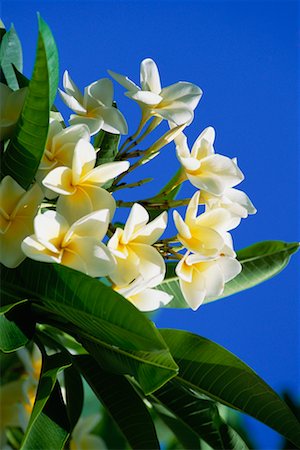 simsearch:700-00438998,k - Plumeria Flowers Foto de stock - Direito Controlado, Número: 700-00634193