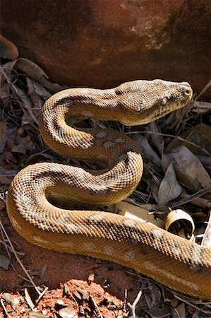 parque nacional de finke gorge - Central Carpet Python, Palm Valley, Finke Gorge National Park, Northern Territory, Australia Foto de stock - Con derechos protegidos, Código: 700-00635499