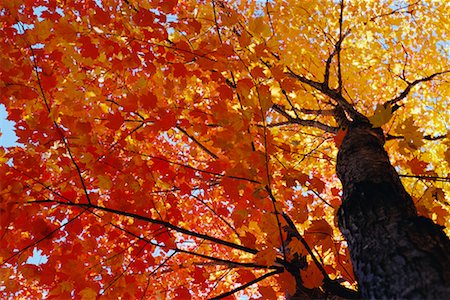 simsearch:700-00076768,k - Baum im Herbst Stockbilder - Lizenzpflichtiges, Bildnummer: 700-00635542
