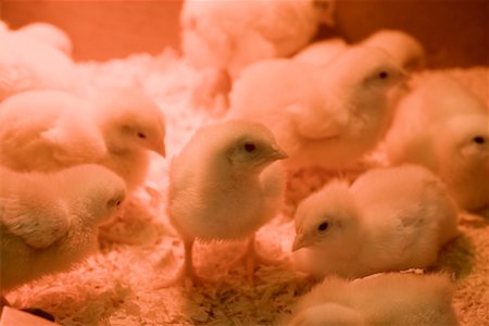 Baby Chickens Fotografie stock - Rights-Managed, Codice: 700-00635580