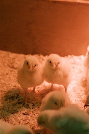 Poulets de bébé Photographie de stock - Rights-Managed, Code: 700-00635581