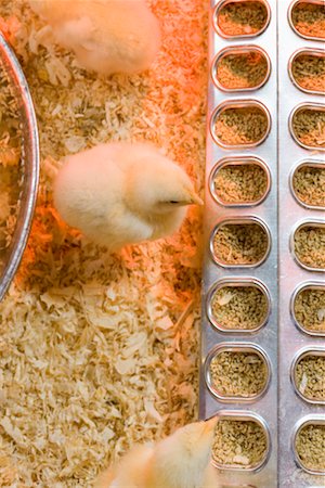 Baby Chickens Fotografie stock - Rights-Managed, Codice: 700-00635582