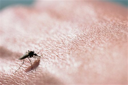 Mosquito on Hand Stock Photo - Rights-Managed, Code: 700-00639575