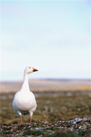 simsearch:700-00262852,k - Snow Goose, Banks Island, North West Territories, Canada Foto de stock - Con derechos protegidos, Código: 700-00639579