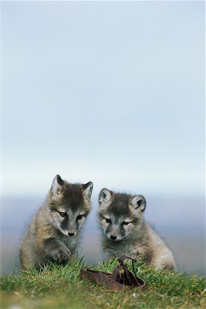 renard argenté - Arctic renardeaux regardant piège Animal Photographie de stock - Rights-Managed, Code: 700-00639594