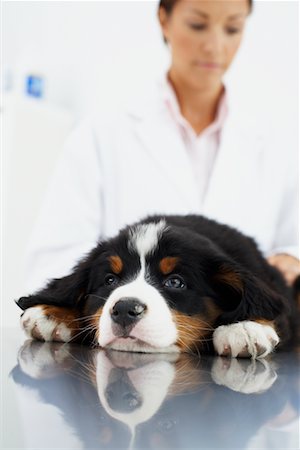 Veterinarian Examining Puppy Foto de stock - Con derechos protegidos, Código: 700-00644264