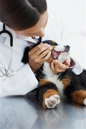 simsearch:700-00644251,k - Veterinarian Examining Puppy Fotografie stock - Rights-Managed, Codice: 700-00644262