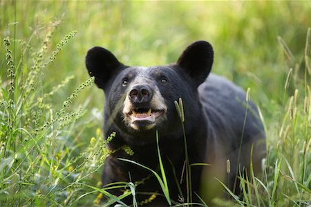 simsearch:700-00189326,k - Black Bear Cub, Northern Minnesota, USA Stock Photo - Rights-Managed, Code: 700-00641375