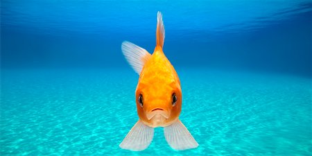sad fish - Close-up of Goldfish Stock Photo - Rights-Managed, Code: 700-00641417