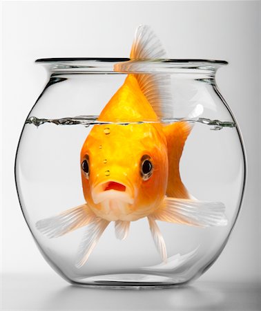 cute goldfish in a bowl