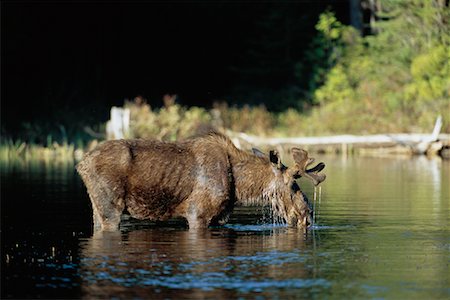 simsearch:700-00659766,k - Bull Moose Stockbilder - Lizenzpflichtiges, Bildnummer: 700-00659761