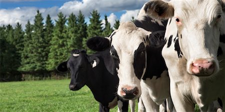 Dairy Cows in Field Foto de stock - Con derechos protegidos, Código: 700-00651278