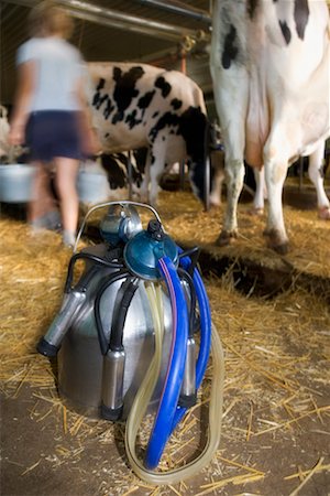 dairy farm milking - Portable Milking Machine in Barn Stock Photo - Rights-Managed, Code: 700-00651289