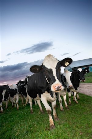 pictures of a dairy cow in canada - Herd of Dairy Cows Stock Photo - Rights-Managed, Code: 700-00651281