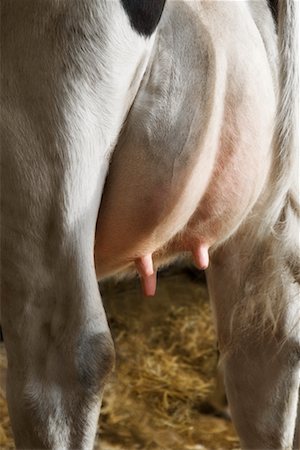 simsearch:700-03621365,k - Close-up of Dairy Cow's Udder Foto de stock - Con derechos protegidos, Código: 700-00651282