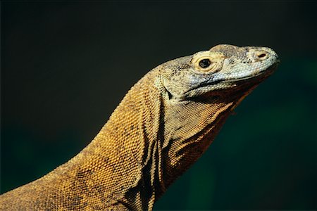 dragon head - Dragon de Komodo Photographie de stock - Rights-Managed, Code: 700-00661178