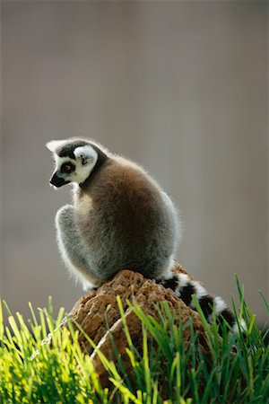 Ring Tailed Lemur Foto de stock - Con derechos protegidos, Código: 700-00661179