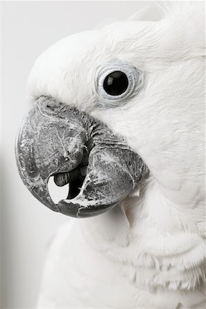 simsearch:873-06440967,k - Close-up of White Cockatoo Foto de stock - Con derechos protegidos, Código: 700-00678787