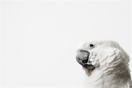 simsearch:700-00678796,k - Close-up of White Cockatoo Stock Photo - Rights-Managed, Code: 700-00678789