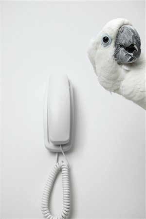 simsearch:700-00678796,k - White Cockatoo and Telephone Stock Photo - Rights-Managed, Code: 700-00678793