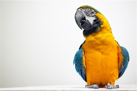 Parrot white background Stock Photos - Page 1 : Masterfile
