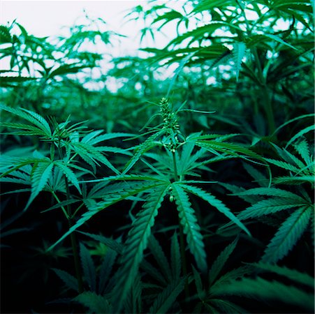 simsearch:700-00016119,k - Close-Up of Hemp Plant Stock Photo - Rights-Managed, Code: 700-00688626