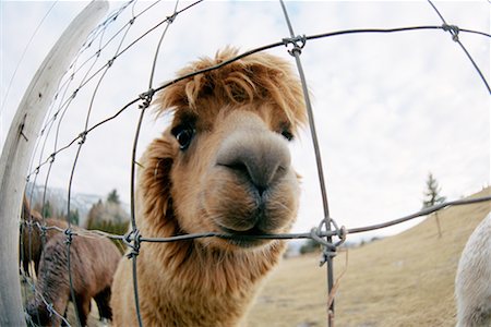 Gros plan de Lama Photographie de stock - Rights-Managed, Code: 700-00681000