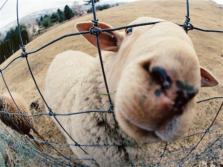 Close-up of Sheep Stock Photo - Rights-Managed, Code: 700-00681032